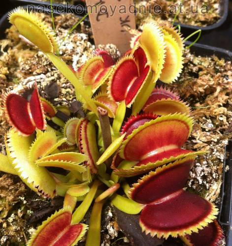 Dionaea muscipula "Uk sawtooth 2"