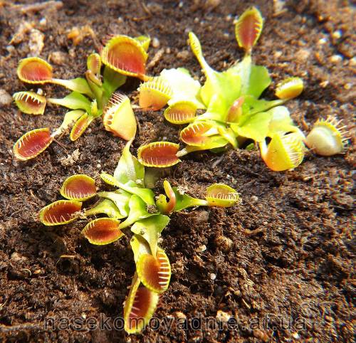 Dionaea muscipula "Cupped Trap"