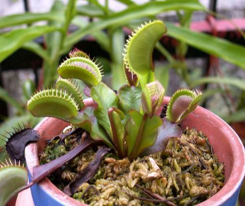 Dionaea muscipula "Akai Ryu"