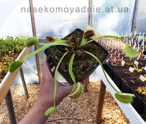 Dionaea muscipula "Grosse de guigui"