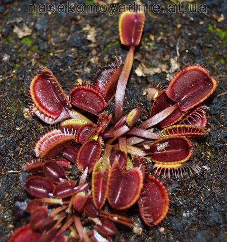 Dionaea muscipula "Red cup trap"