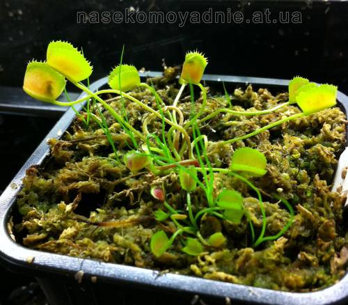 Dionaea muscipula "Korean melody skark"