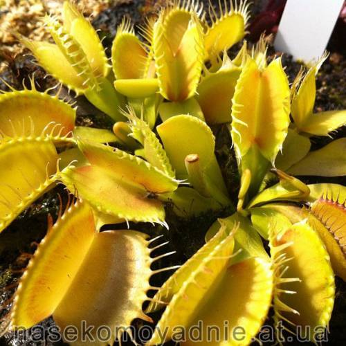 Dionaea muscipula "Multidents"