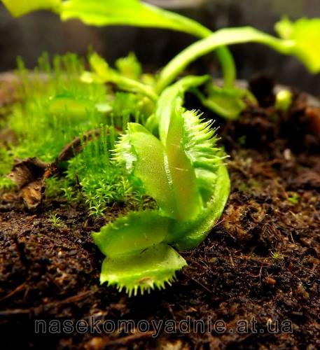 Dionaea muscipula "Freaky star"