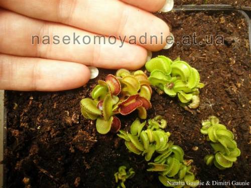 Dionaea muscipula "Cudo"