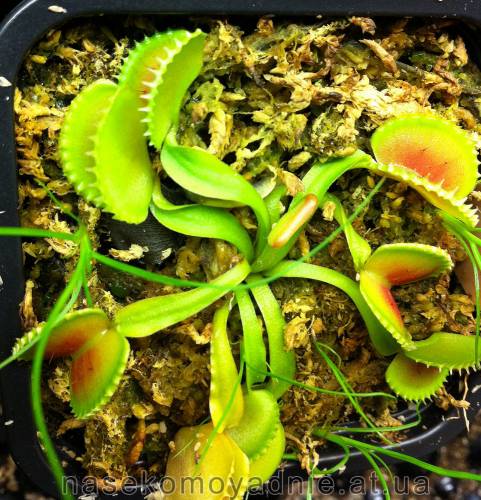 Dionaea muscipula "Coquillage"