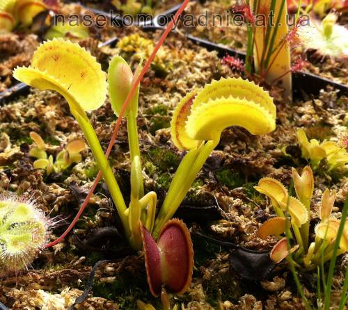 Dionaea muscipula "X11"