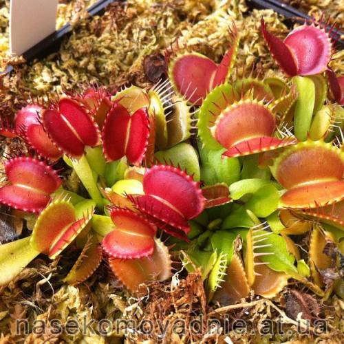 Dionaea muscipula "Mikkiki"