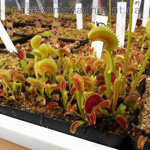 Dionaea muscipula "Dentate trap (cz plants)"