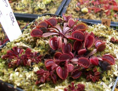 Dionaea muscipula "Red cup trap"