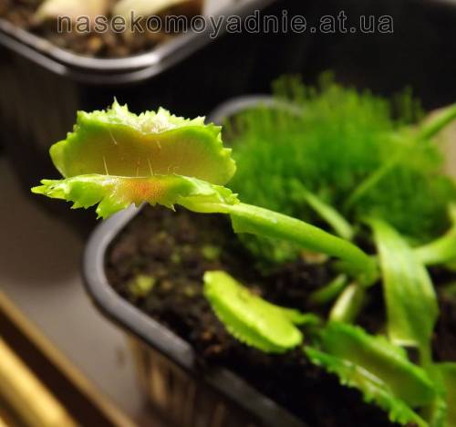 Dionaea muscipula "Freaky star"