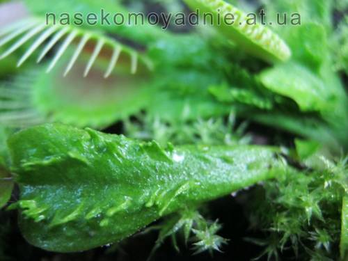 Dionaea muscipula "Funnel trap"