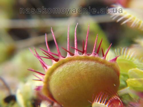 Dionaea muscipula "Cross teeth"