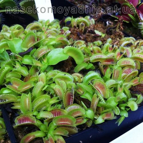 Dionaea muscipula "Jaws Smiley"