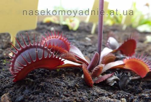 Dionaea muscipula "Red shart teeth"