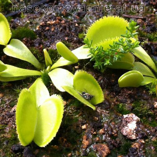 Dionaea muscipula "Green sawtooth"