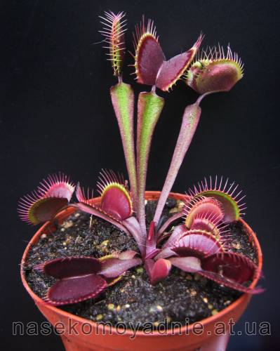 Dionaea "Clayton's Volcanic Red"