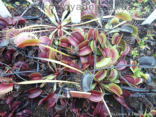 Dionaea muscipula "Darwin"