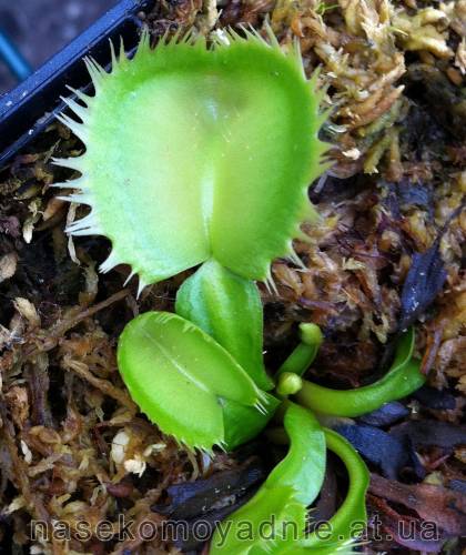 Dionaea muscipula "Triton"