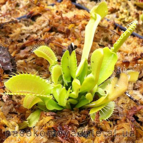 Dionaea muscipula "Korrigan"