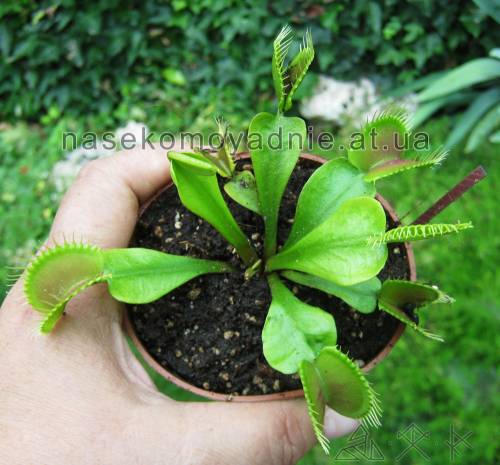 Dionaea muscipula (типичная форма)