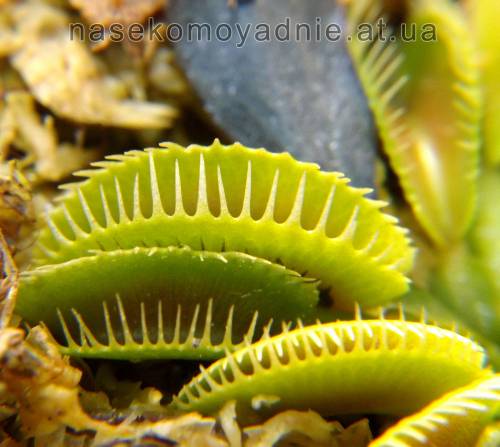 Dionaea muscipula "Cluster trap"