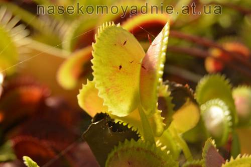 Dionaea muscipula "X11"