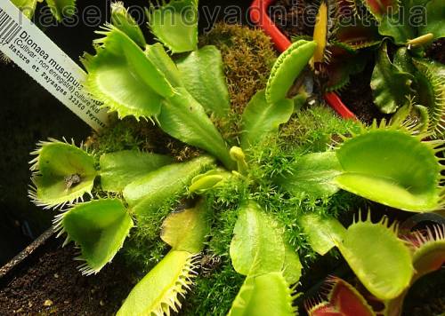 Dionaea muscipula "Triton"