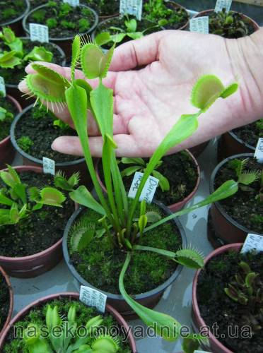 Dionaea muscipula "Darwin"