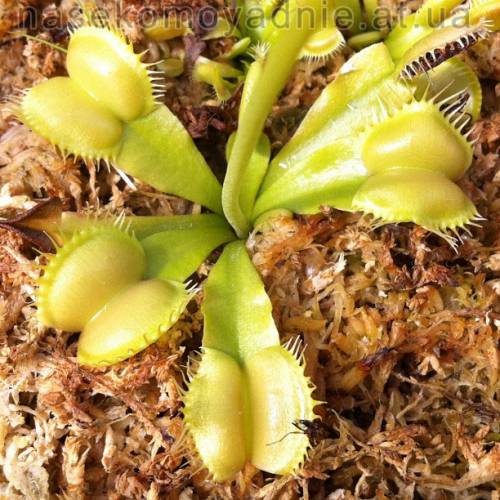Dionaea muscipula "Moon trap"