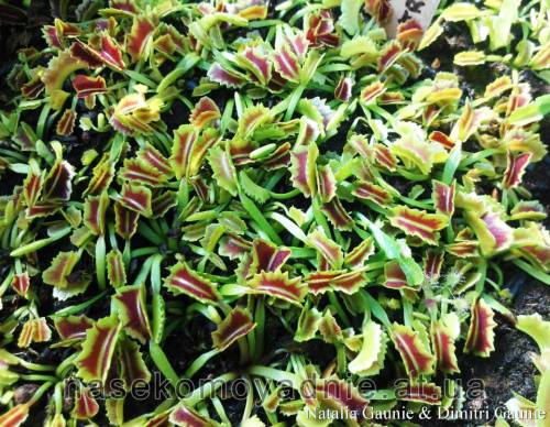 Dionaea muscipula "Wacky Trap"