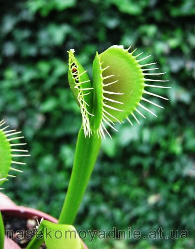Dionaea muscipula (типичная форма)