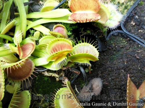 Dionaea muscipula "Mirror"