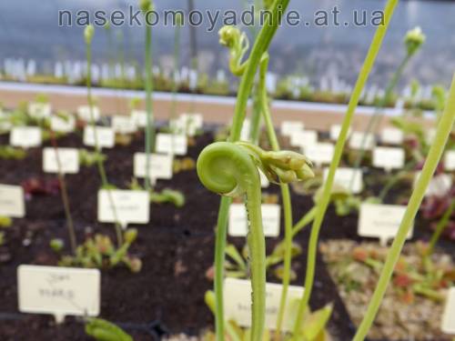 Dionaea muscipula "Mirror"