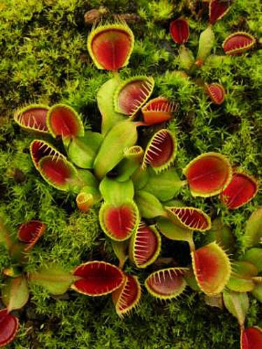 Dionaea muscipula "Cupped Trap"