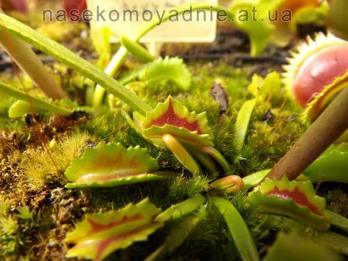 Dionaea muscipula "Wacky trap"