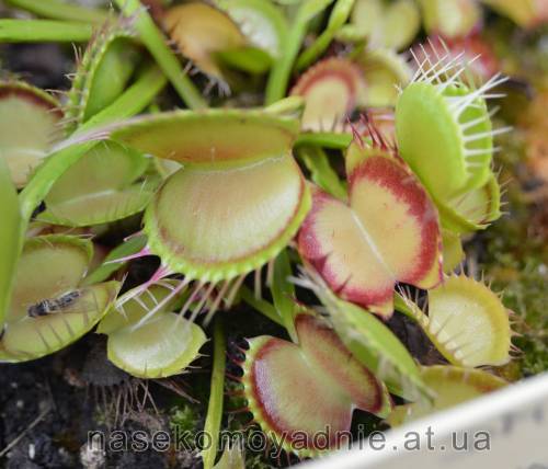 Dionaea muscipula "Cross teeth #2"