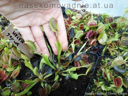 Dionaea muscipula "Kayan"