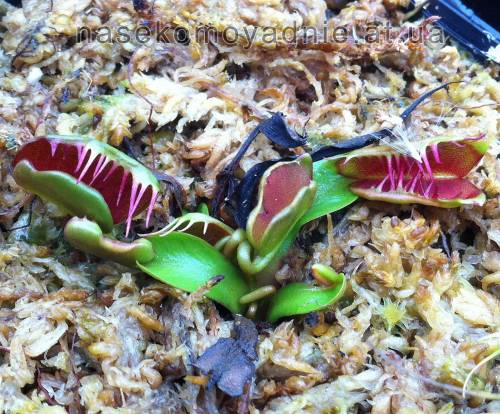 Dionaea muscipula "Fondue"