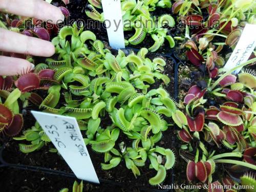 Dionaea muscipula "Jaws Smiley"