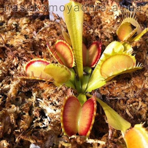 Dionaea muscipula "Fused tooth perso"