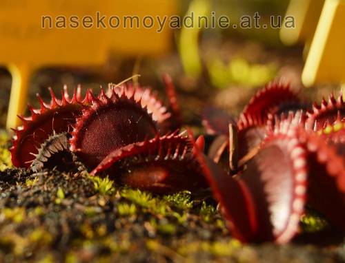 Dionaea muscipula "Red shart teeth"