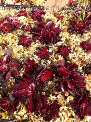 Dionaea muscipula "All red"