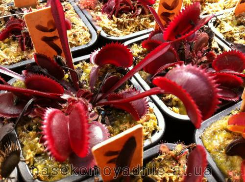 Dionaea muscipula "Red piranha"