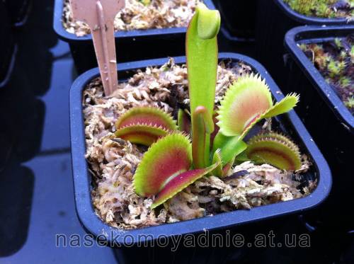 Dionaea muscipula "Dentate trap" (plantev)
