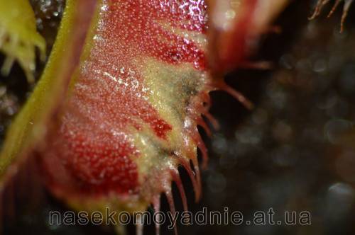 Dionaea muscipula "WB3"