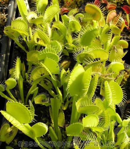 Dionaea muscipula "Heterodoxa"
