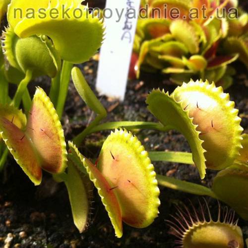 Dionaea muscipula "Shark teeth" (C.k)