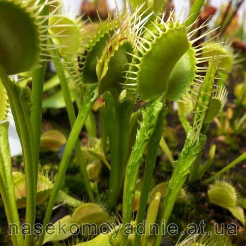 Dionaea muscipula "Funnel trap"