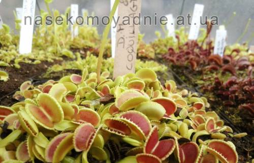 Dionaea muscipula "Coquillage"